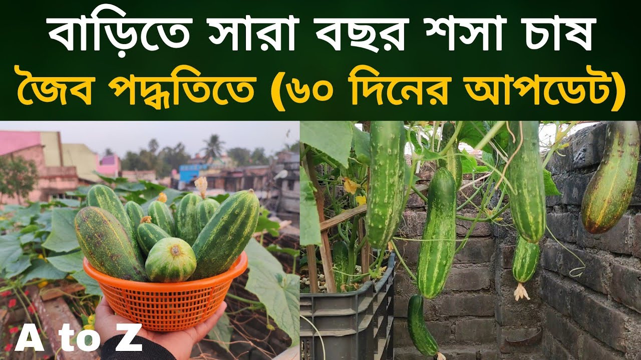 বাড়িতে সারাবছর শসা চাষ জৈব পদ্ধতিতে (৬০ দিনের আপডেট)Growing cucumber for seeds  at home (A to Z)