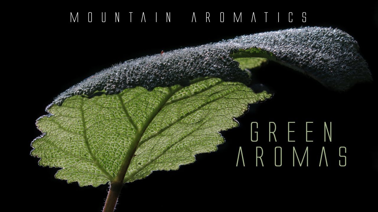 The Art of Perfumery - Green Aroma Materials