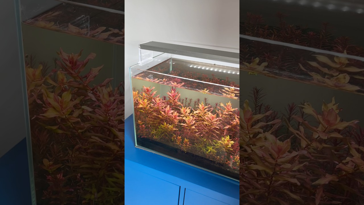Rotala Macrandra No Co2 #aquascaping #aquascape #aquarium #plantedtank #plantedaquarium #fishtank
