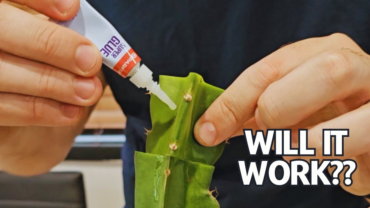 Grafting Dragon Fruit with Superglue..