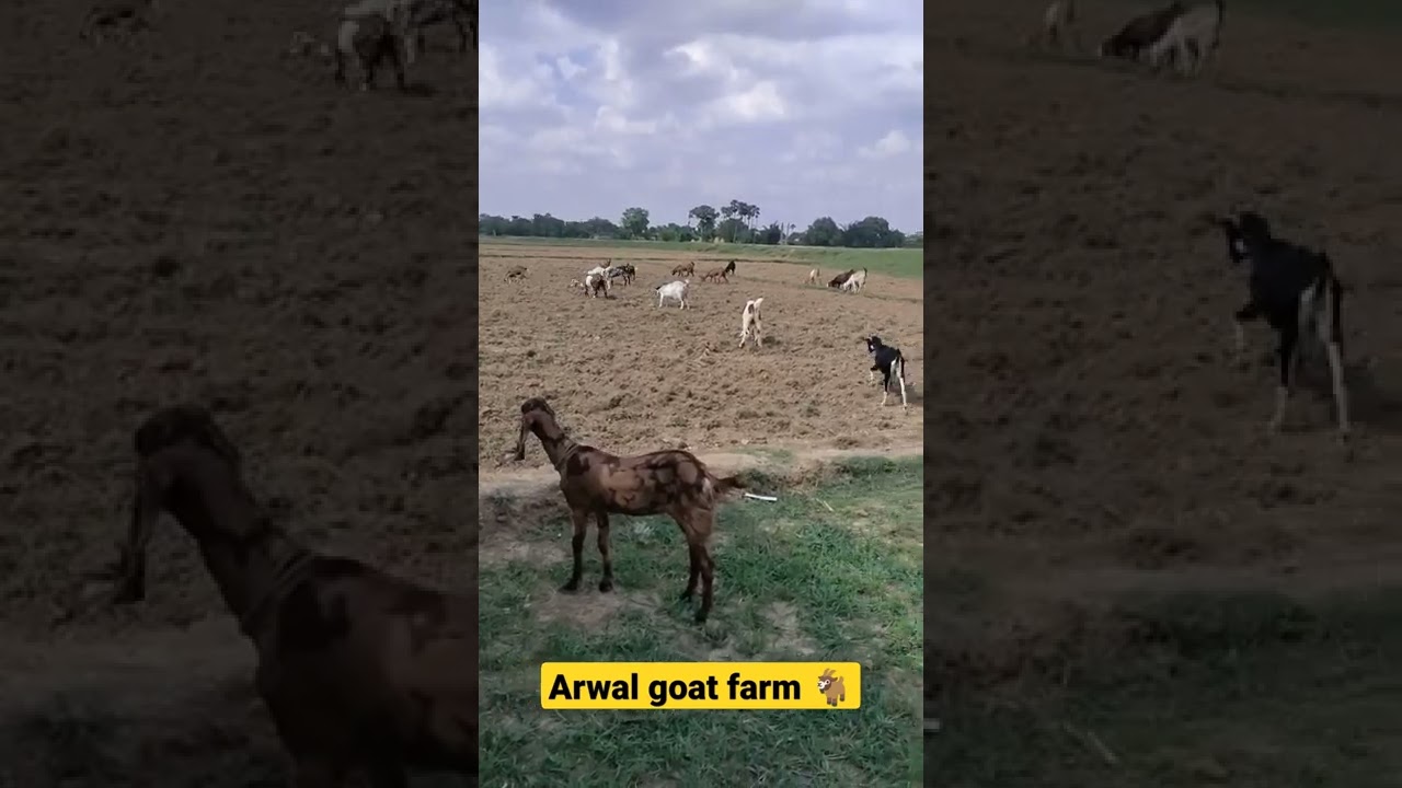 garmi jyada arwal goat farm 🐐#ejjudairyfarm #ejjukibusinessideas #goatfarm #shorts #bihar #arwal