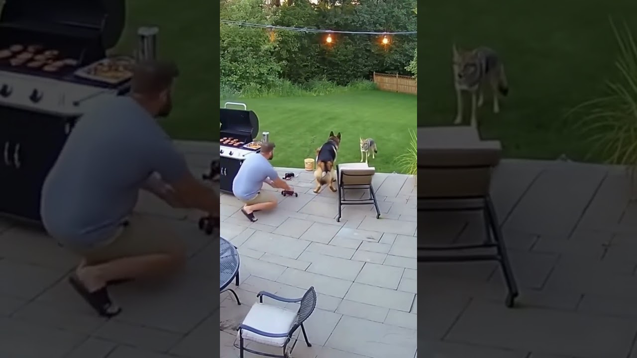 Loyal Shield German Shepherd Saves Toddler from Coyote #HeroDog #CoyoteAttack #GermanShepherdBraver