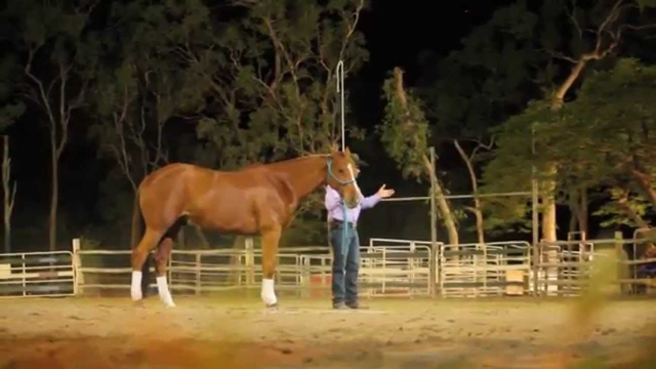 how To start a liberty horse   With Dan Steers