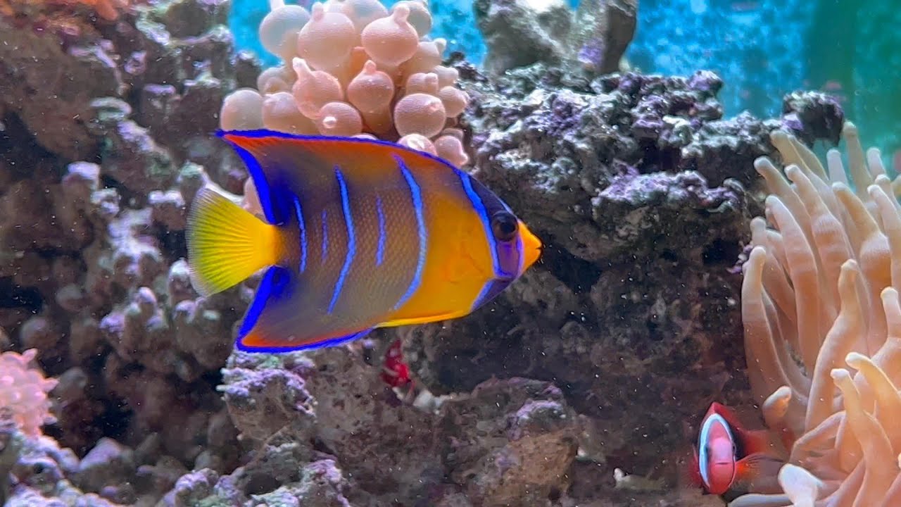 Queen Angelfish 4K60 HDR