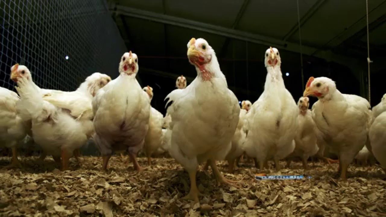 Pampero TV. 11-12-2015. Aves de corral hacia Europa.