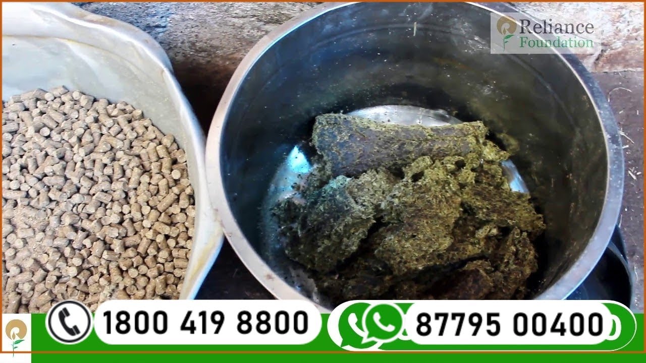 പശുവിന് തീറ്റ തയ്യാറാക്കല്‍ | Feed Management and Preparation for Cow
