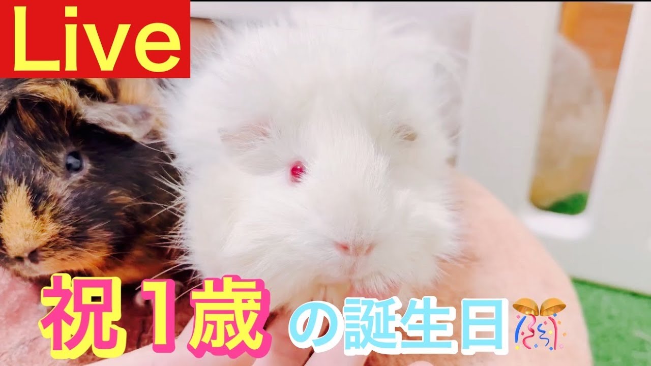 【初開催】モルモットのコマちゃんの誕生日🎉モルモット単独LIVE配信✨