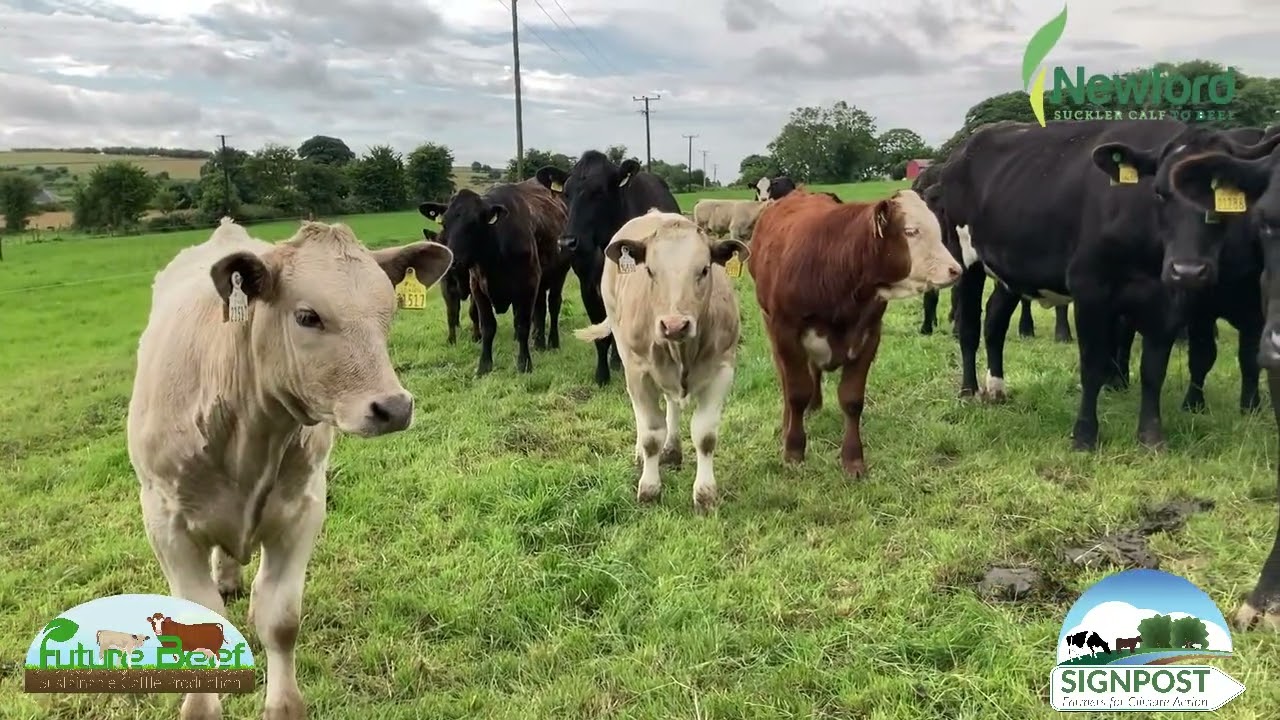 Future Beef Update for July 2024 - The Newford Farm