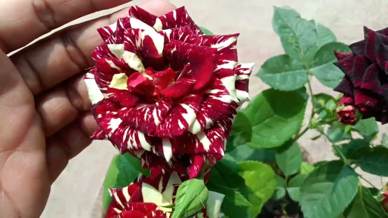 Abra ca Dabra Rose   #Rk Gardening Point #Roses