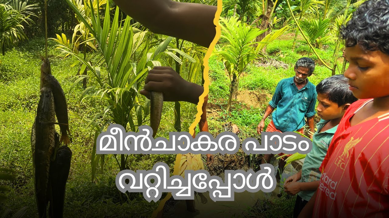 പാടത്തെ നീർ ചാൽ വറ്റിച്ചു മീൻ ചാകര | Fishing Videos | Fishing 