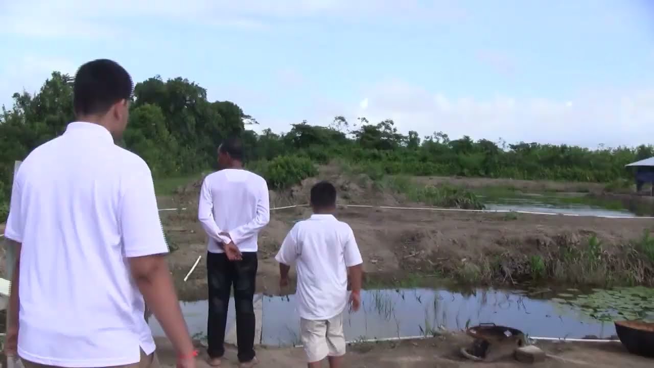 Farm in Guyana, Pigs ,ducks, Chickens ( HD )