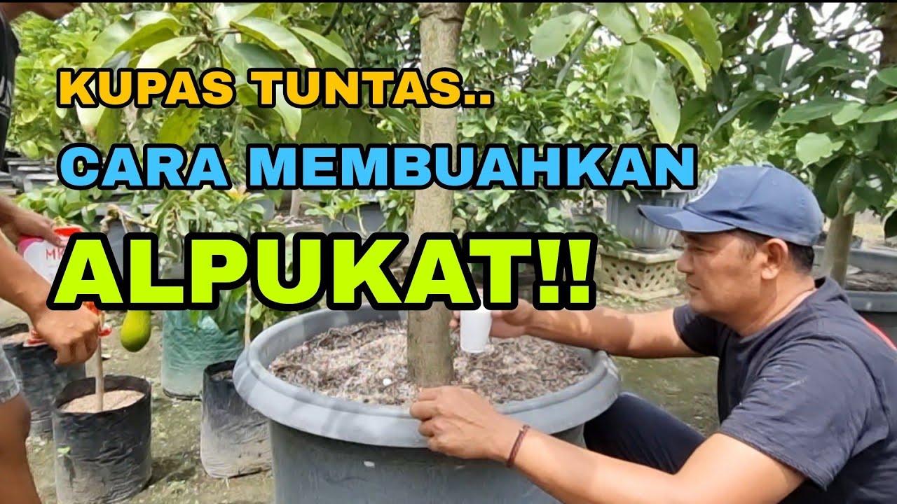 Kupas Tuntas, CARA MEMBUAHKAN POHON ALPUKAT