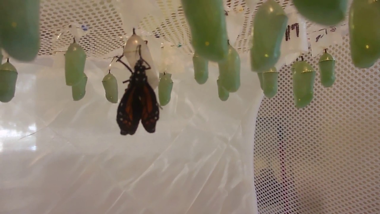 Monarch Butterfly 