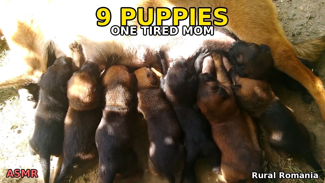 The Sound of 9 Puppies Suckling