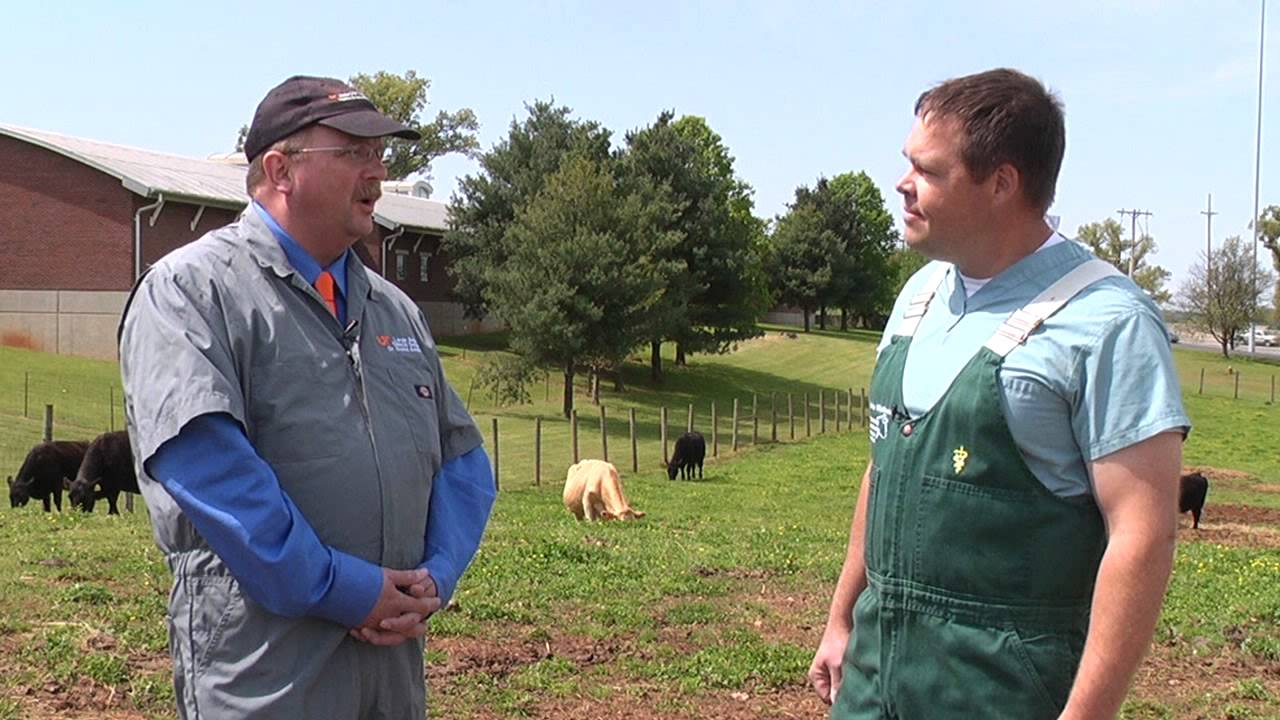 UT Veterinarians Discuss Pregnancy Testing in Cattle