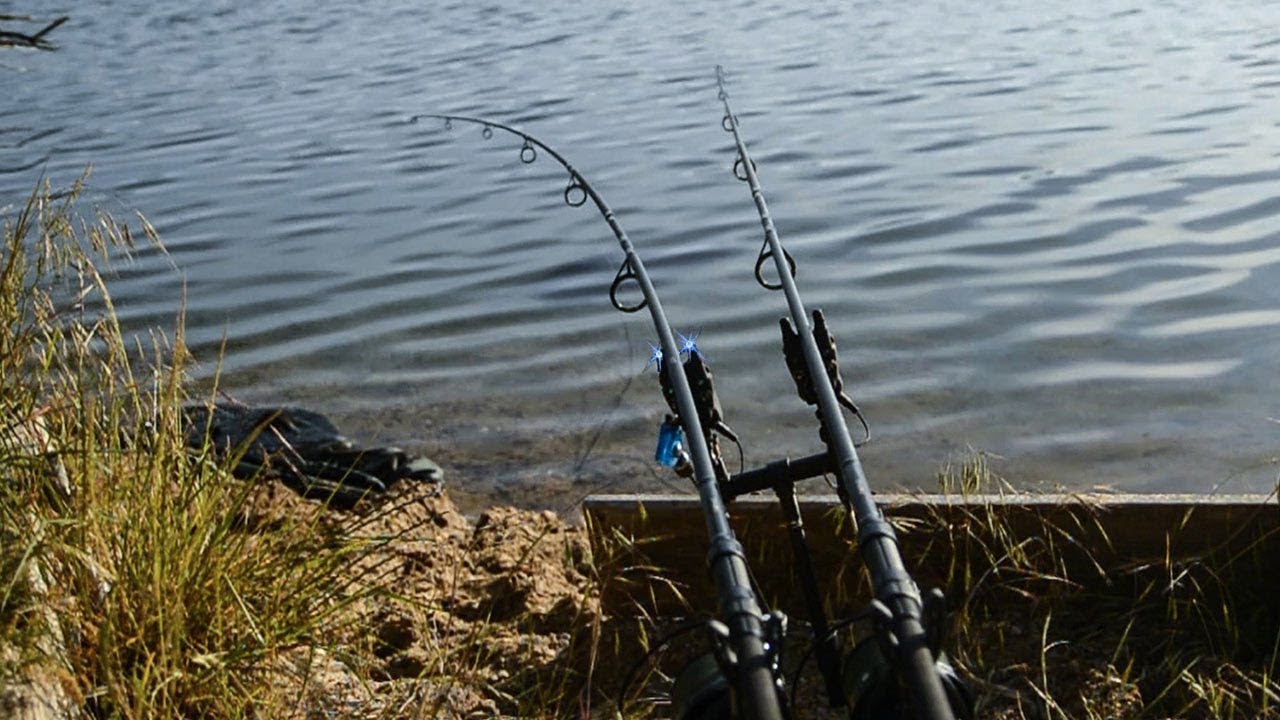 Carp Run Compilation! #freestylefishing Part III