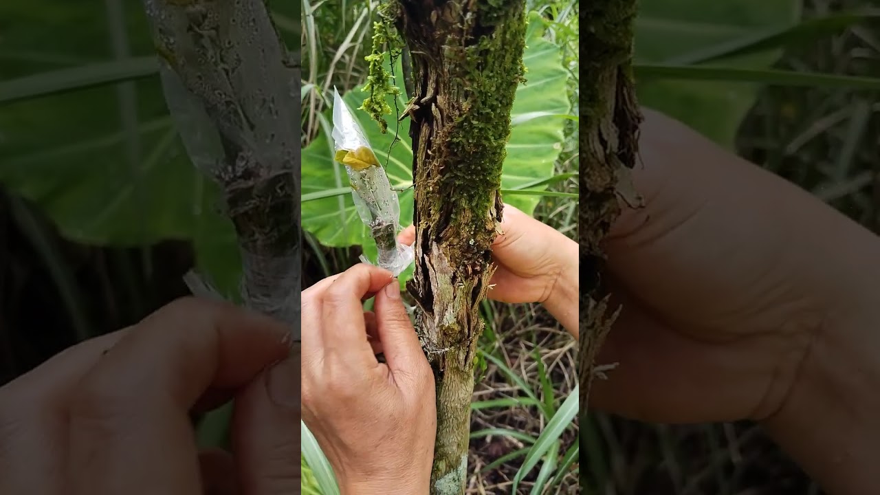 cara buka sambungan kopi