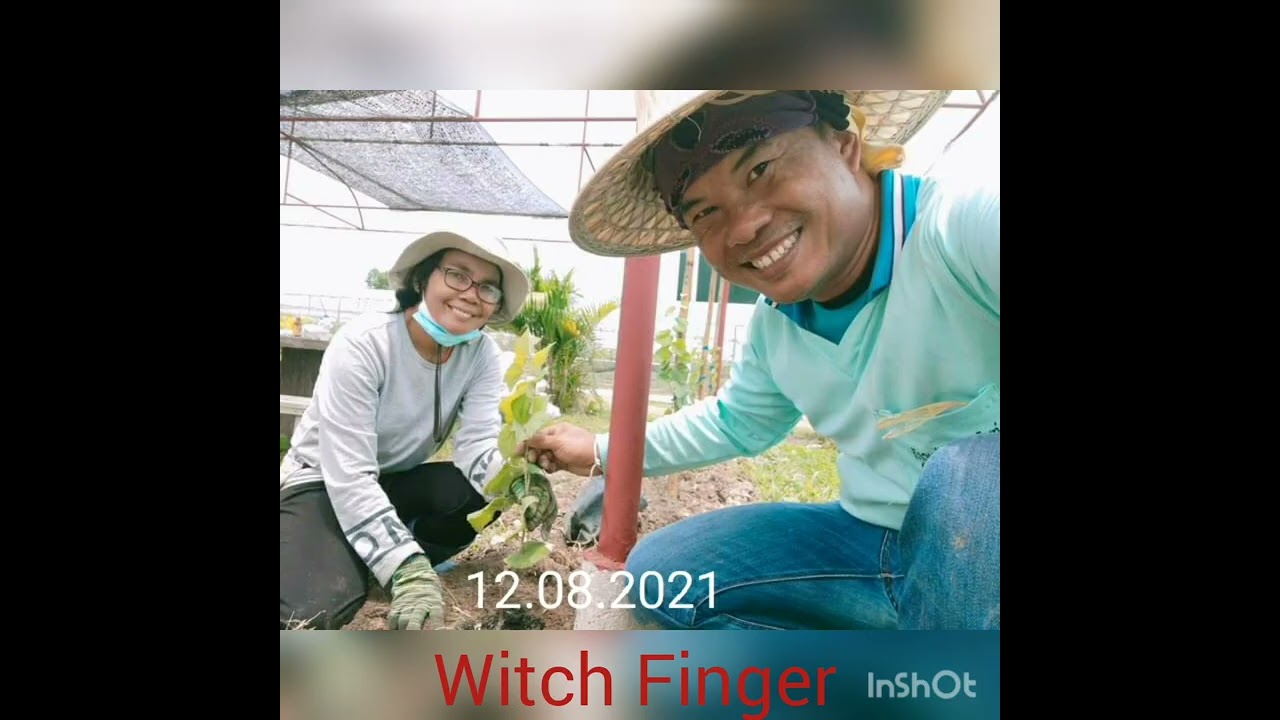 Witch Finger Grape planted 12.08.2021 pruning 12.08.2022