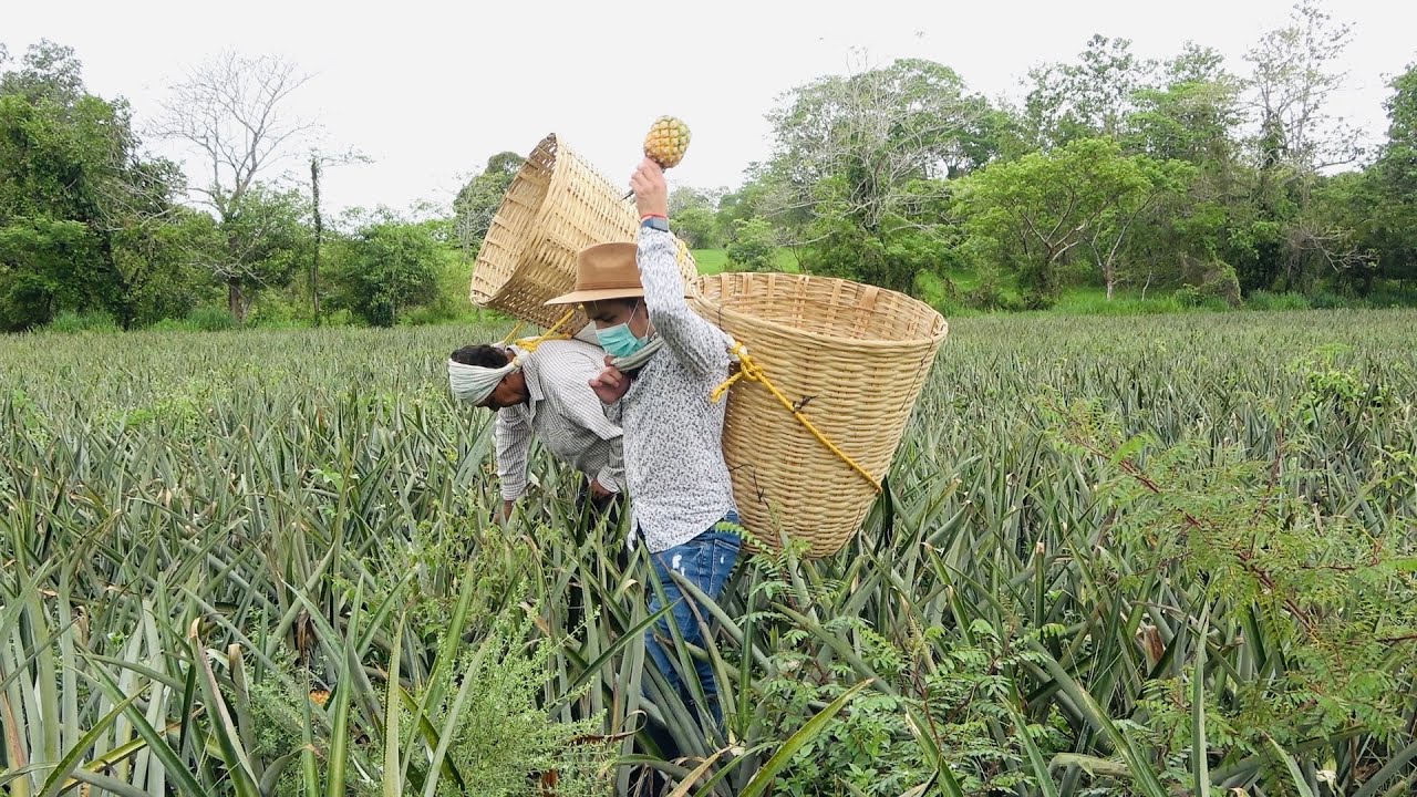 Cultivo de PIÑA | Variedad Miel (MD2) y Cayena | 634 mil 227 toneladas en producción promedio
