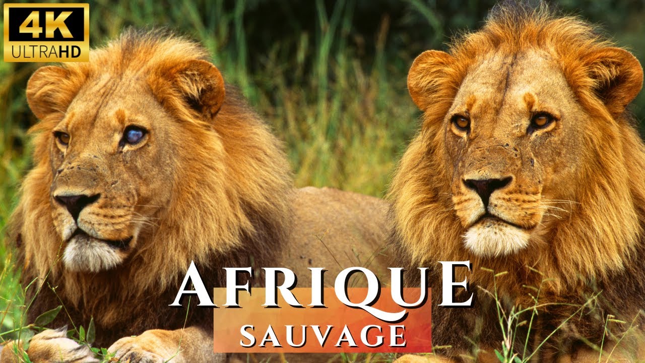 AFRIQUE BRUTALE | Entre Prédateurs et Proies | DOCUMENTAIRE ANIMALIER 4K