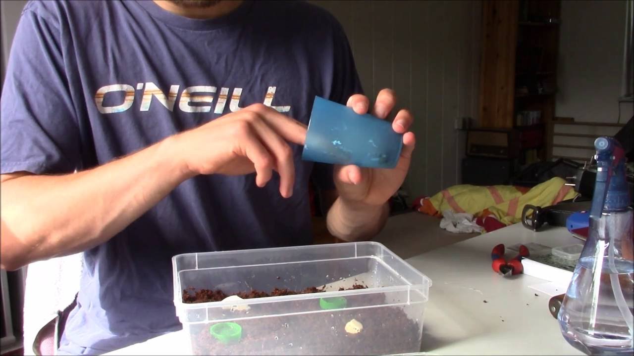 How to Clean Giant African Land Snail Enclosures