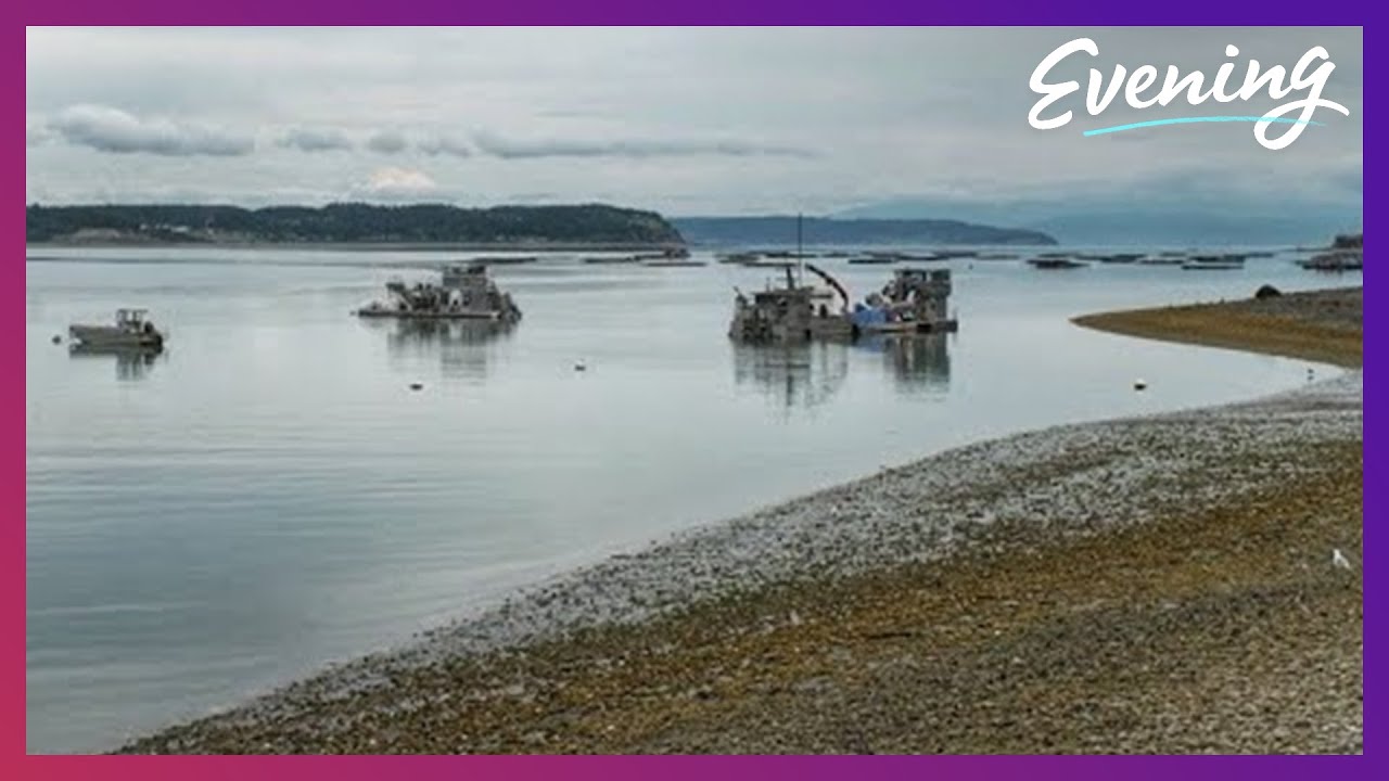 How mussels are grown and harvested off Whidbey Island