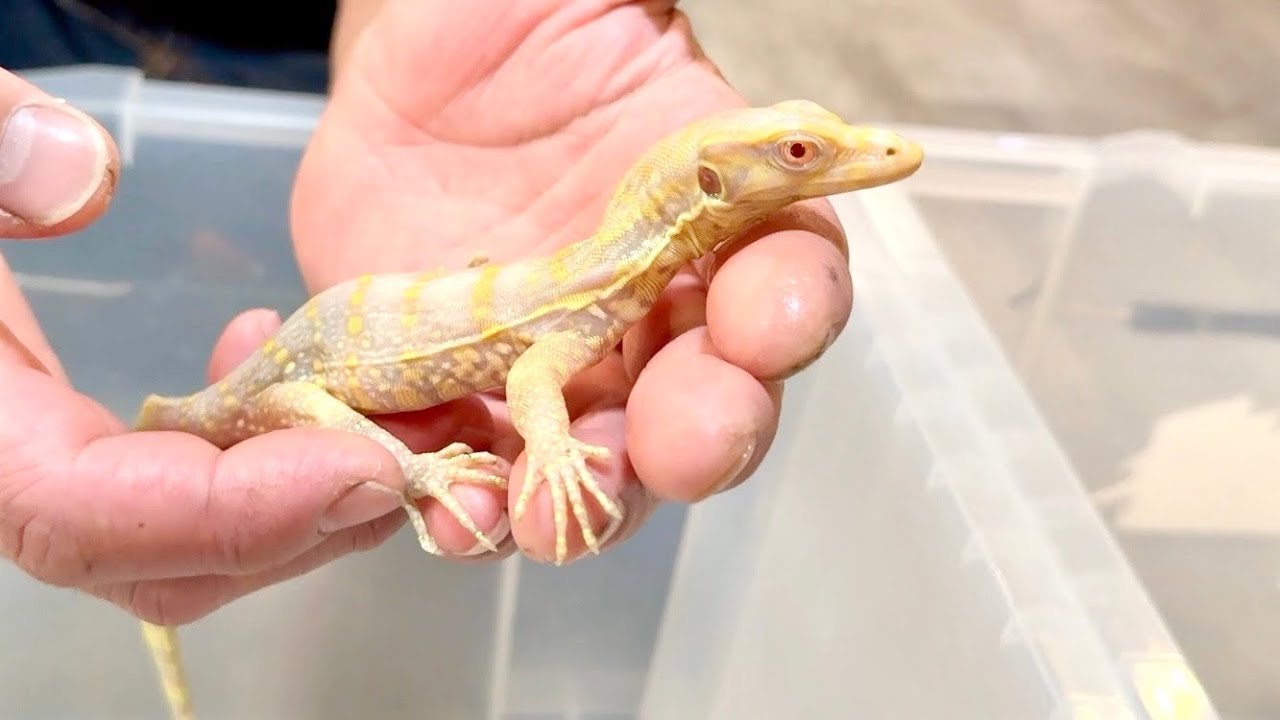 【日本初繁殖】アルビノのオオトカゲを繁殖させた方の飼育施設に行くと...とんでもない爬虫類がたくさんいました
