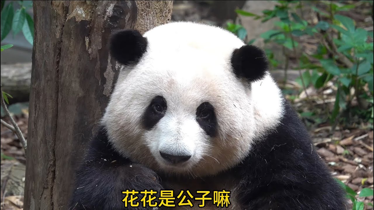 花花：今天的游客好难带啊😂😂