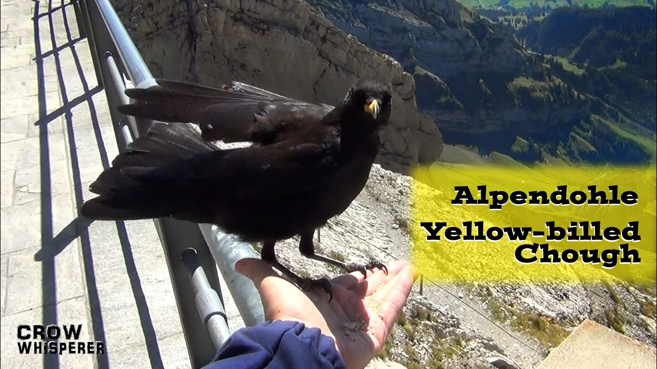 Alpendohle sitzt auf meiner Hand
