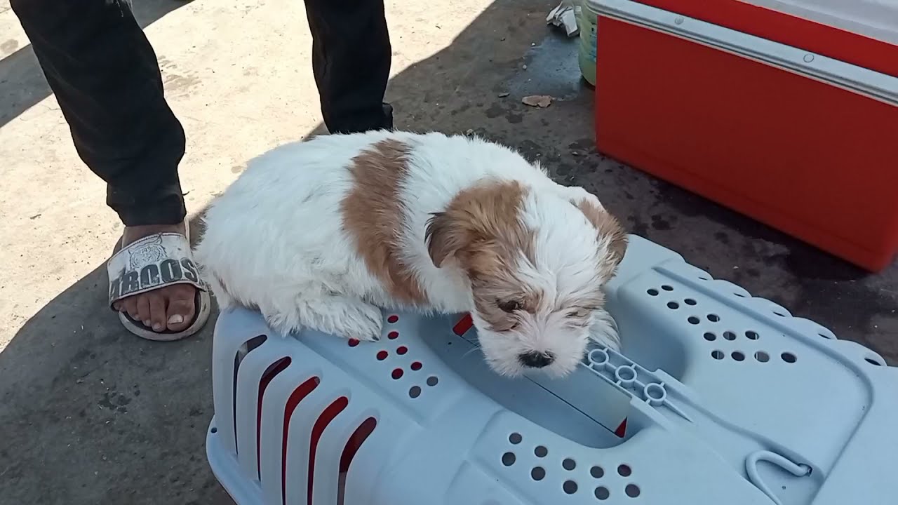 ثمن كلاب كانيش هولندي و انواع كلاب المنزلية_ سوق  الكلاب القريعة الدار البيضاء ❤️🙏👍🏻🐕🐕‍🦺🐅