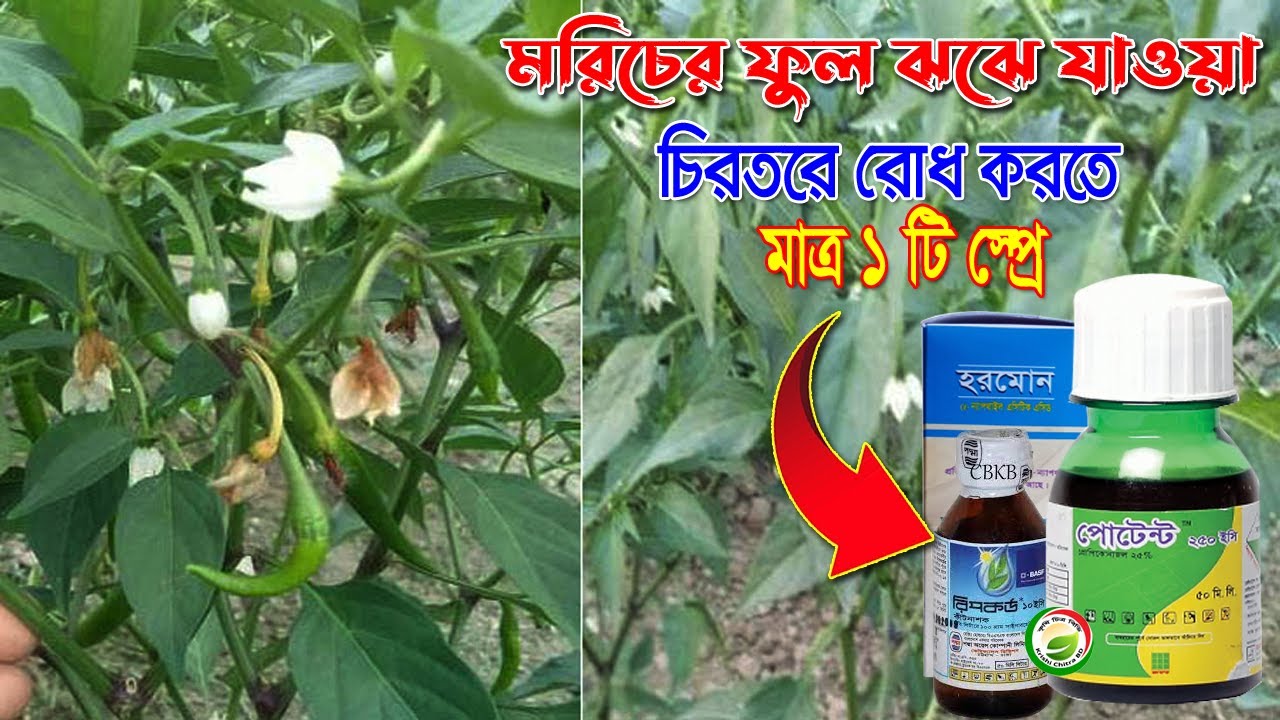 মরিচের ফুল ঝরে যাওয়ার কারন ও ফুল ঝরা বন্ধে সঠিক সমাধান কি চলুন জেনে আসি, fall of pepper flowers