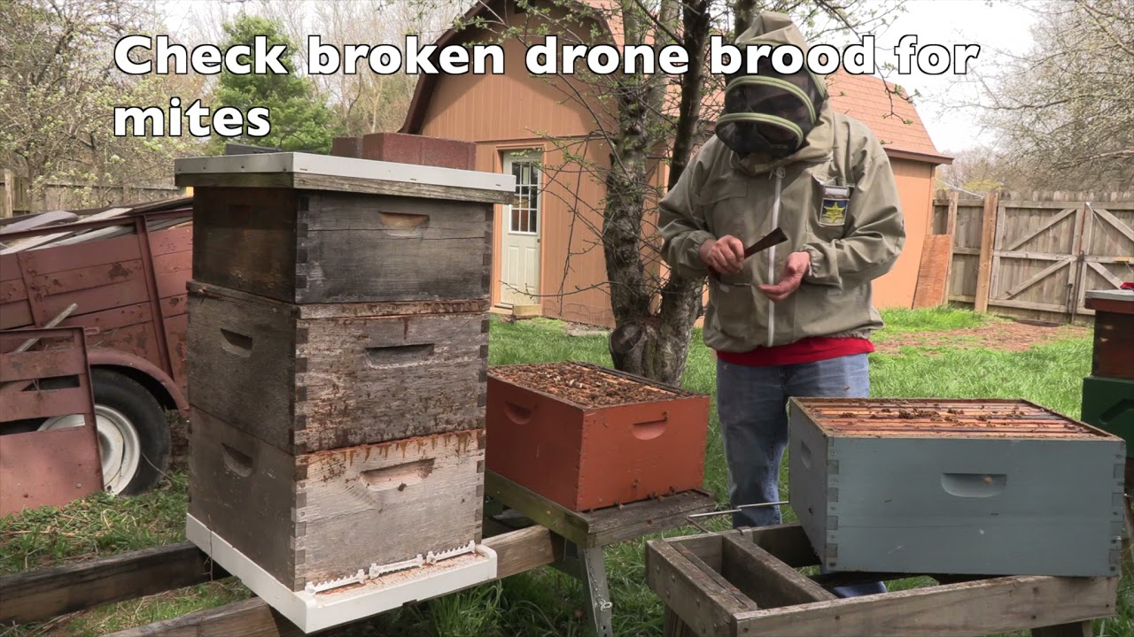 Spring Management of a Bee Colony