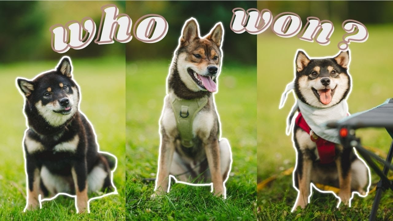 DOGGOLYMPICS | 3 SHIBA INUS compete at tricks and challenges