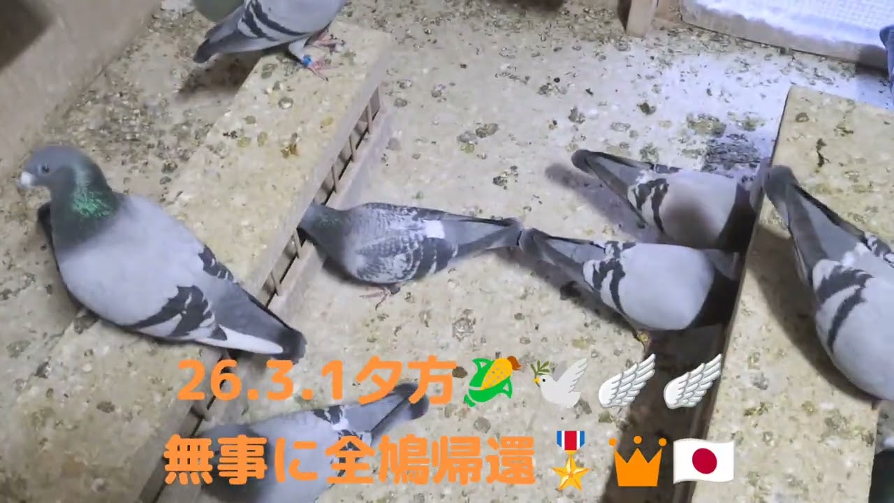 連合会合同訓練は無事に全鳩帰還です🎖️