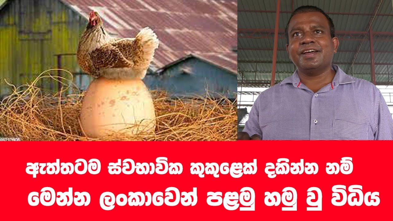 අලුත්ම කුකුළන් දකින්න මාතර එන්න
