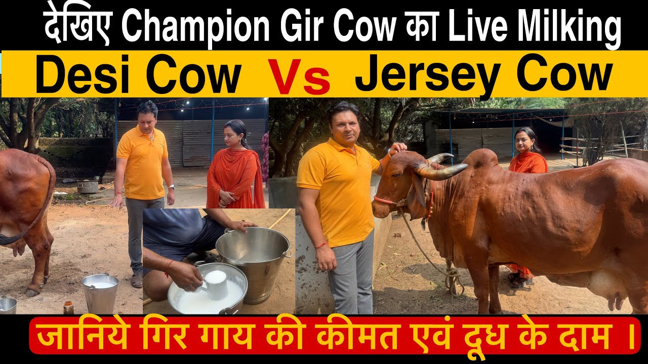 Live Milking of a Champion Gir Cow | Gir Cow Milk per day | Gir Cow vs Jersey Cow @FarmerChoice 