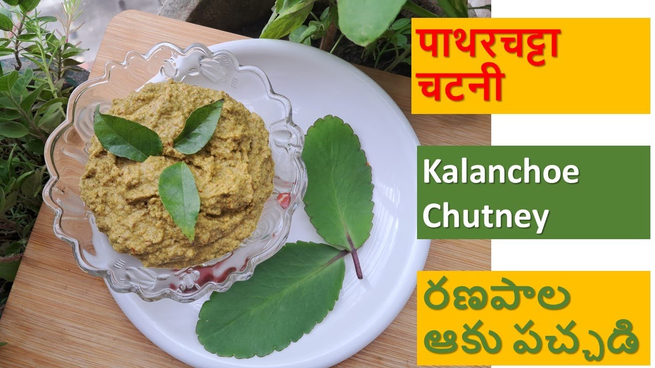 Chutney Recipe | Patharchatta | Kalanchoe Plant Care | Bryophyllum Pinnata