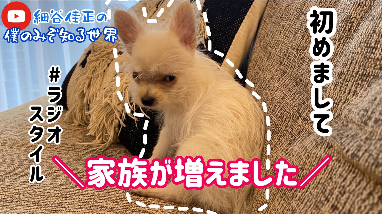 【新しい家族】ラジオスタイル