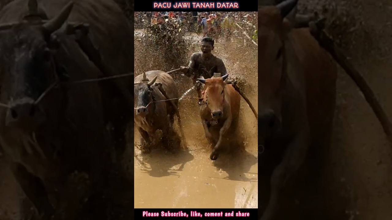 Pacu Jawi (cow racing) #sapi #pacujawi #tanahdatar #segehpro