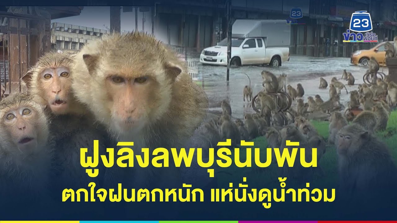 ฝูงลิงลพบุรีนับพัน ตกใจฝนตกหนัก แห่นั่งดูน้ำท่วม