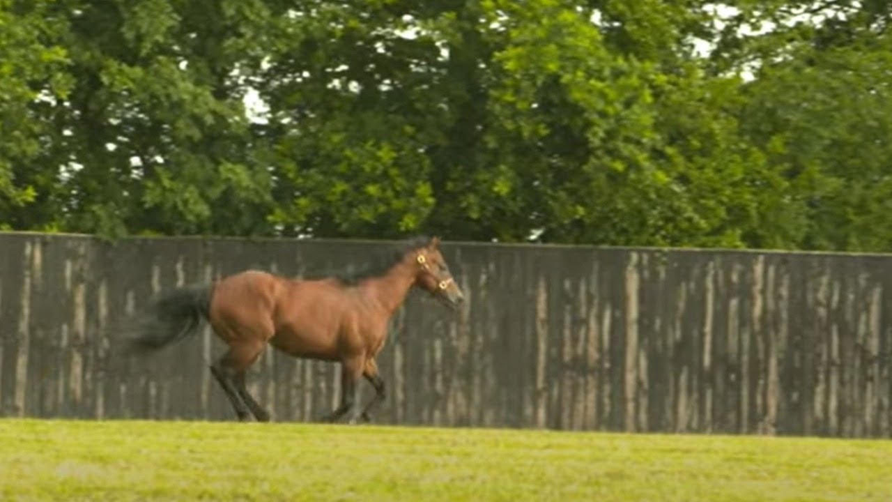 Meet Dubawi, Cracksman and Too Darn Hot at Dalham Hall Stud | This Racing Life
