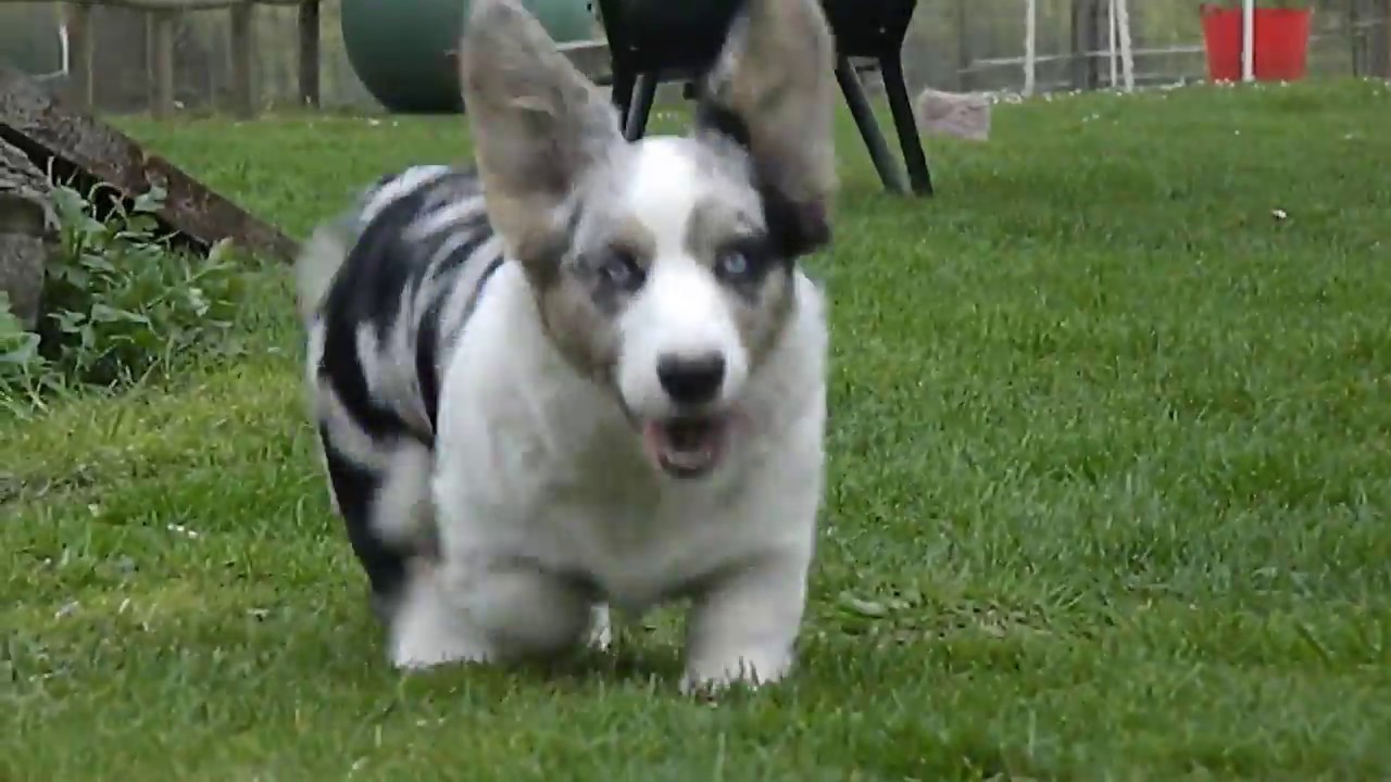 Meet Ginny, our crazy Cardigan Corgi!