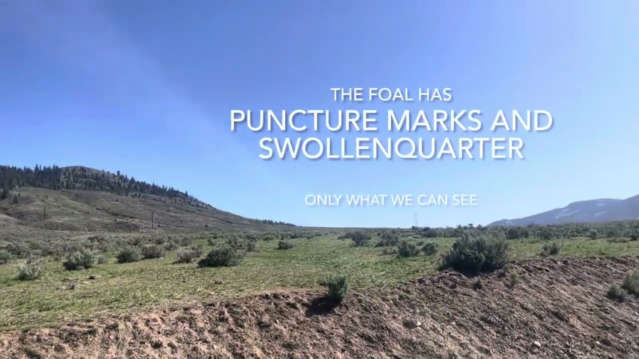 1st feral foal found 2025