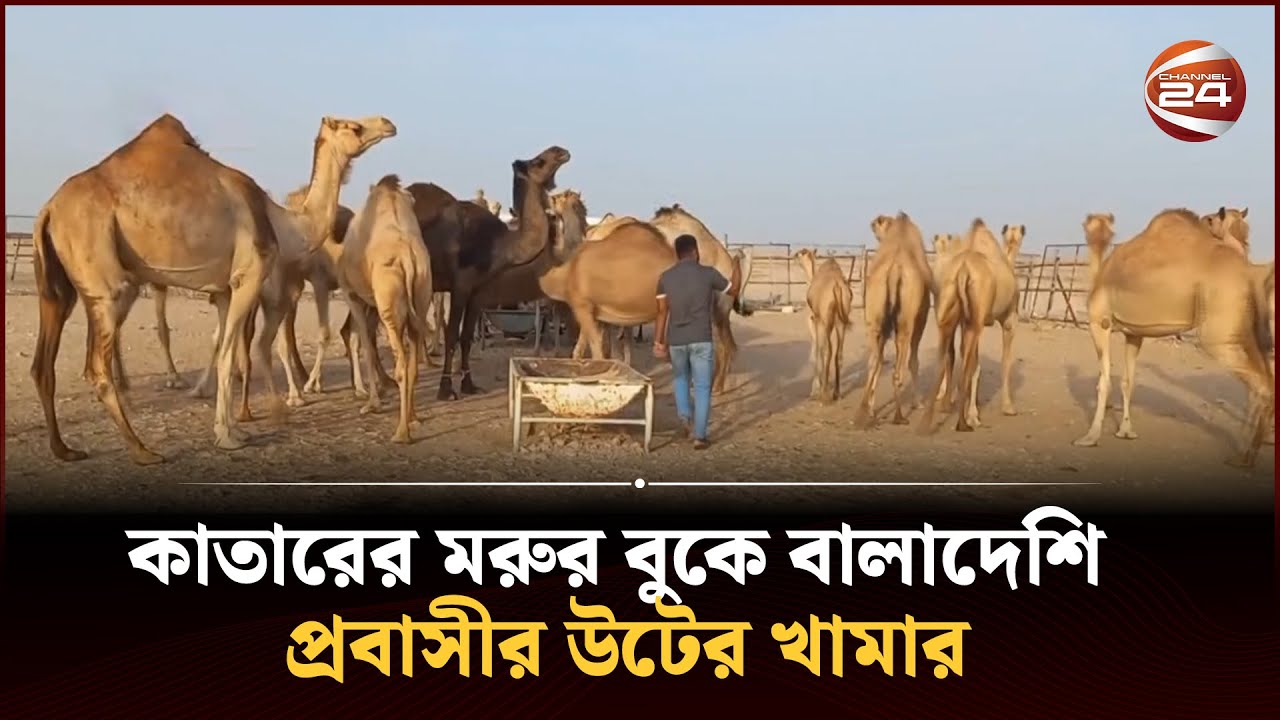 কাতারের মরুর বুকে বালাদেশি প্রবাসীর উটের খামার | Qatar Camel | Channel 24