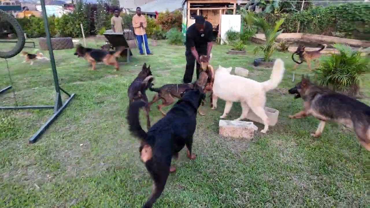 Dog play time at the great habib k9 academy 