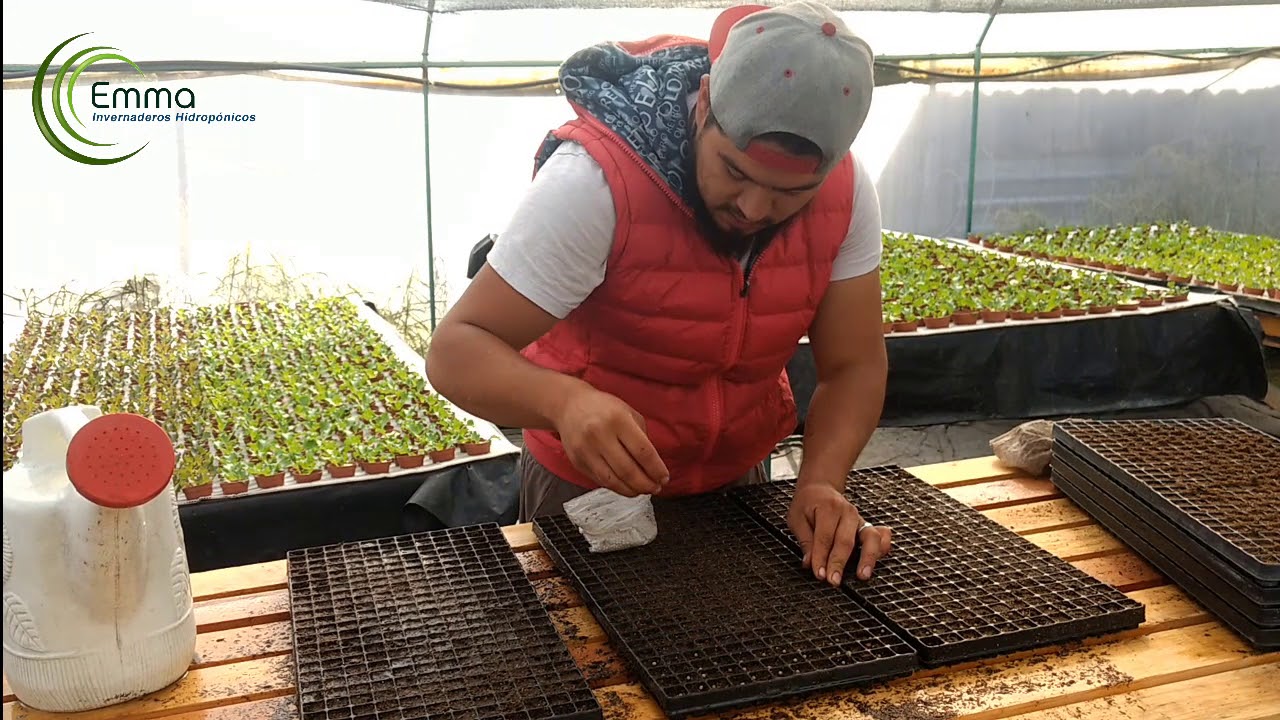 GERMINACION DE LECHUGA HIDROPÓNICA EMMA