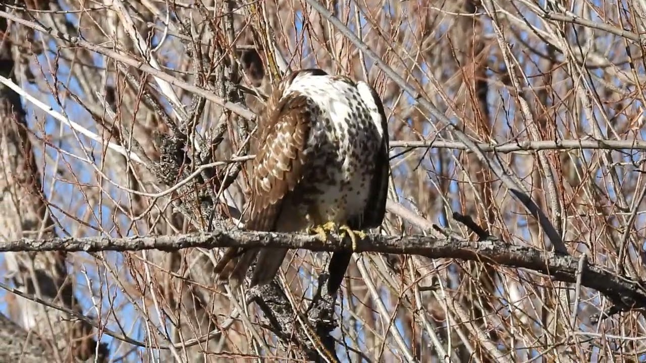 Preening Red-tailed hawk