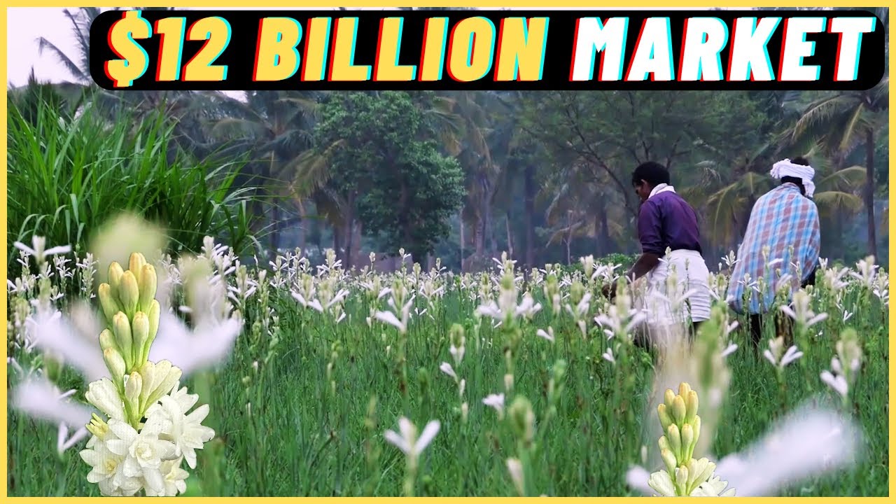 Tuberose Cultivation: The AMAZING Journey From Bud to Perfume Bottle!