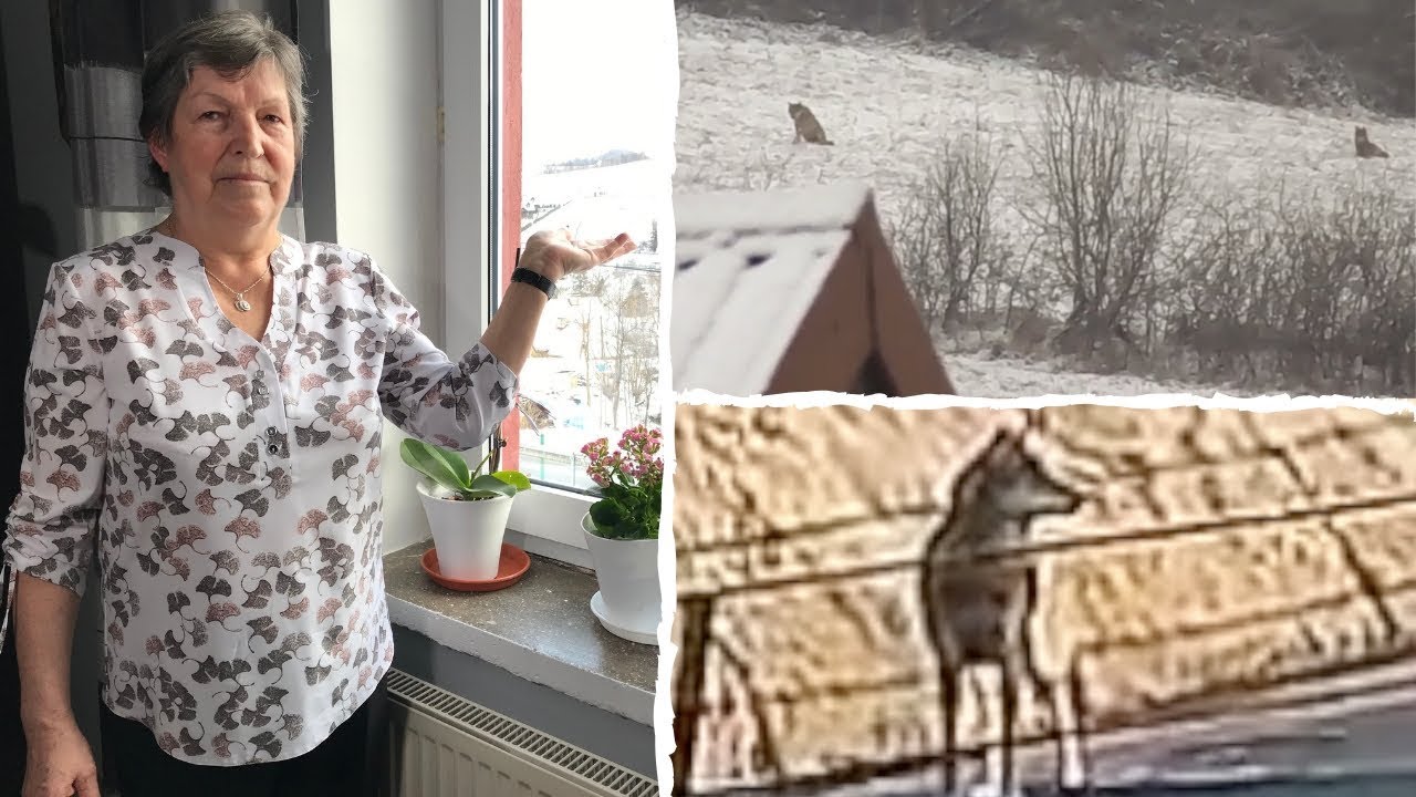 Wilki opanowały Wołkowyję. Mieszkańcy w strachu