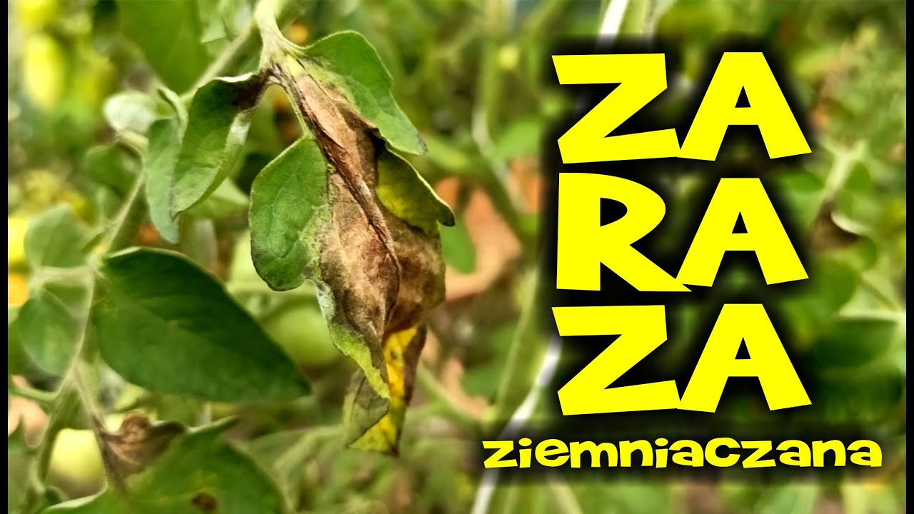 Zaraza ziemniaczana - jak wygląda, jak z nią walczyć, jak ratować pomidory? Poradnik Ogrodnika